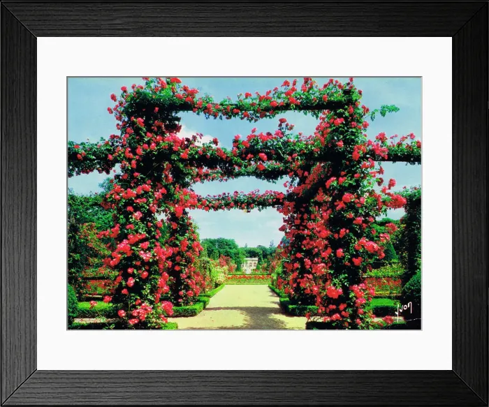 Framed Print : Rose pergolas - Rose garden at Bagatelle, Bois de Boulogne Framed Print : Rose pergolas - Rose garden at Bagatelle, Bois de Boulogne