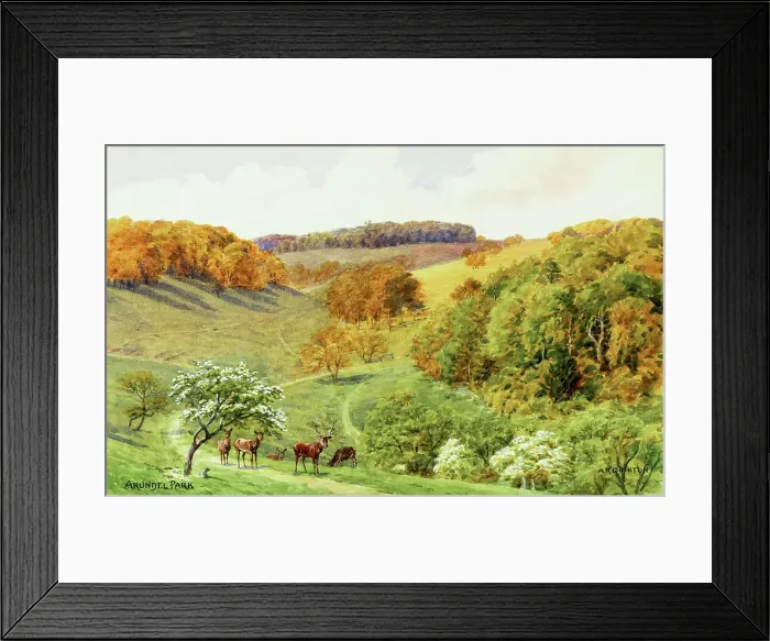 Framed Print : Arundel Park, Arundel, West Sussex Framed Print : Arundel Park, Arundel, West Sussex