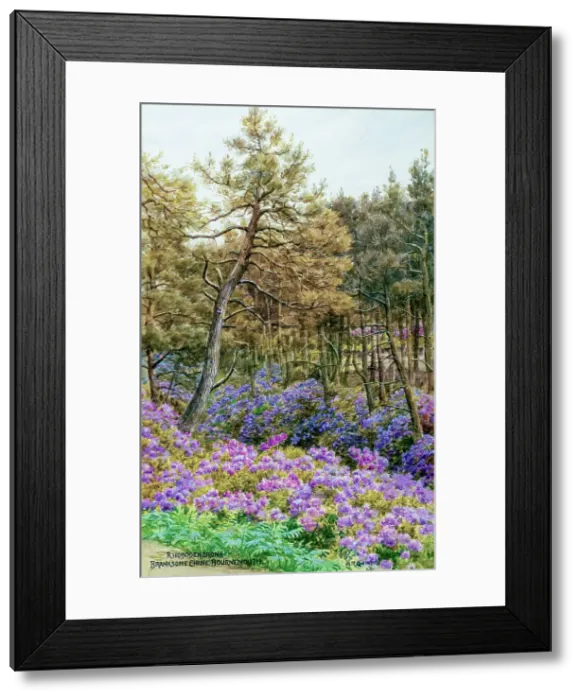 Framed Print : Rhododendrons, Branksome Chine, Bournemouth, Dorset Framed Print : Rhododendrons, Branksome Chine, Bournemouth, Dorset