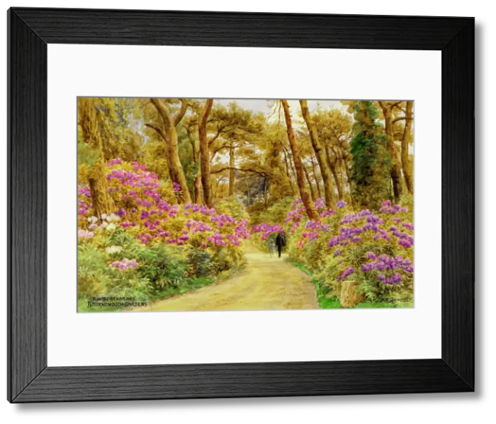 Framed Print : Rhododendrons in the Gardens, Bournemouth, Dorset Framed Print : Rhododendrons in the Gardens, Bournemouth, Dorset
