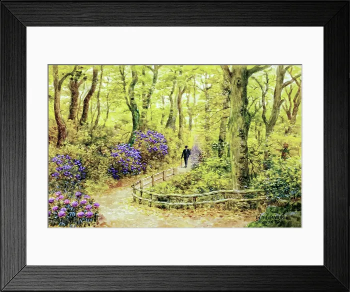 Framed Print : In the Woods, Colwyn Bay, Clwyd, North Wales Framed Print : In the Woods, Colwyn Bay, Clwyd, North Wales