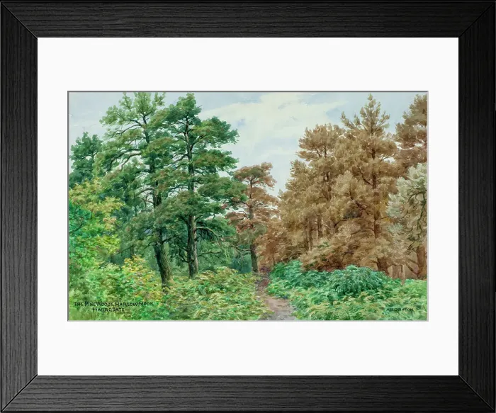Framed Print : Pine Woods, Harlow Moor, Harrogate, North Yorkshire Framed Print : Pine Woods, Harlow Moor, Harrogate, North Yorkshire