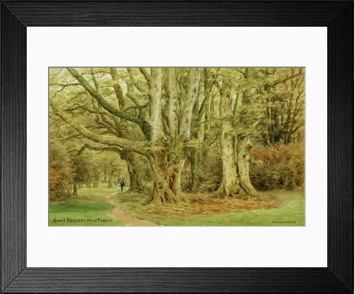 Framed Print : Giant Beeches, New Forest, Hampshire Framed Print : Giant Beeches, New Forest, Hampshire