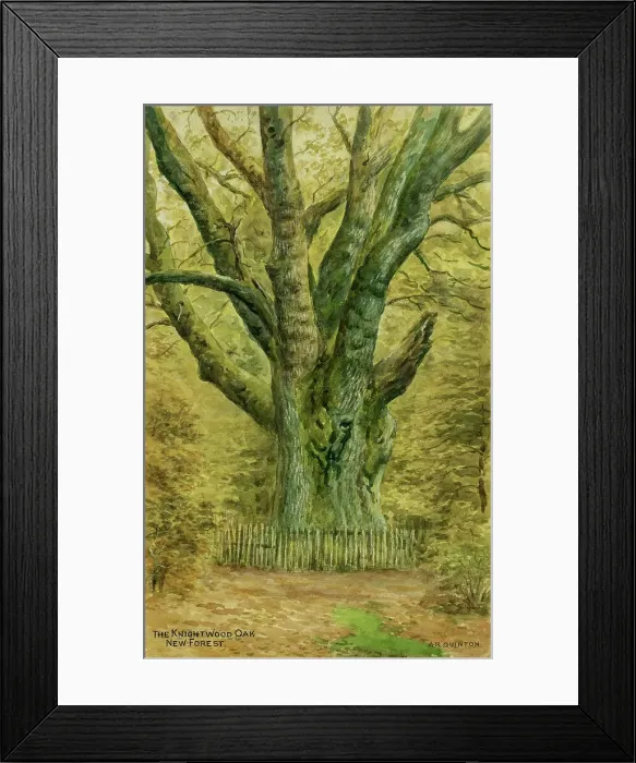 Framed Print : Knightwood Oak, New Forest, Hampshire Framed Print : Knightwood Oak, New Forest, Hampshire