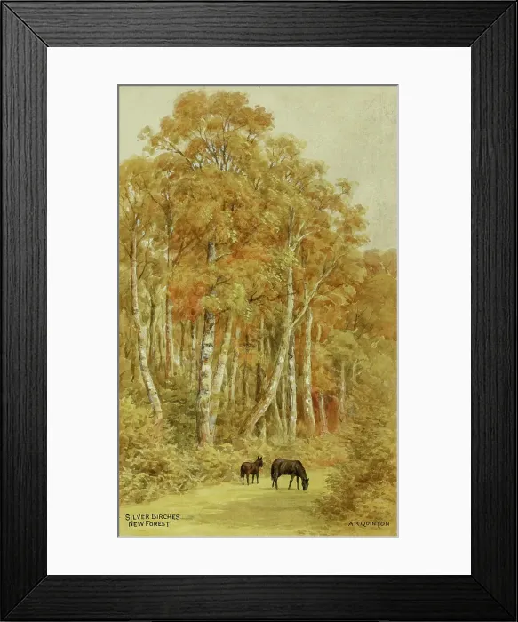 Framed Print : Silver Birches, New Forest, Hampshire Framed Print : Silver Birches, New Forest, Hampshire