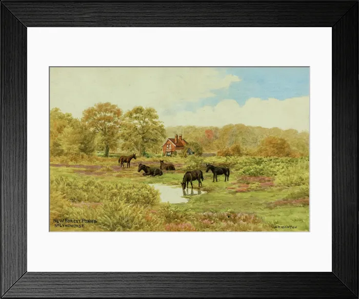 Framed Print : Ponies near Lyndhurst, New Forest, Hampshire Framed Print : Ponies near Lyndhurst, New Forest, Hampshire