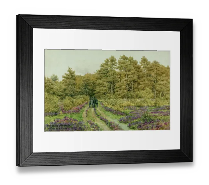 Framed Print : Pine trees and heather near Brockenhurst, New Forest, Hants Framed Print : Pine trees and heather near Brockenhurst, New Forest, Hants