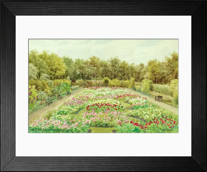 Framed Print : Rose Garden, Scarborough, North Yorkshire Framed Print : Rose Garden, Scarborough, North Yorkshire