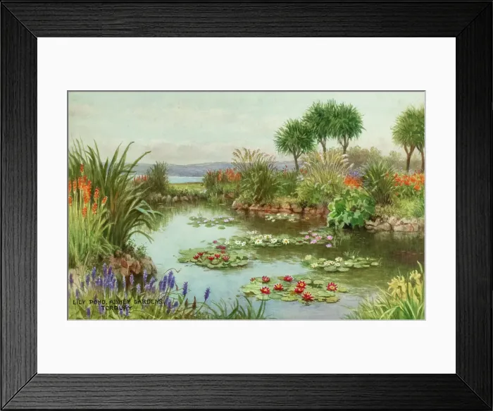 Framed Print : Lily Pond, Abbey Gardens, Torquay, South Devon Framed Print : Lily Pond, Abbey Gardens, Torquay, South Devon