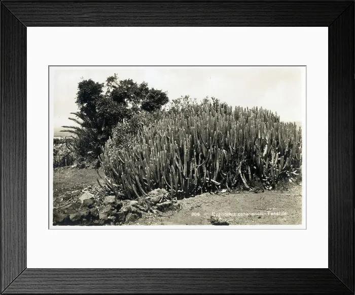 Framed Print : Canary Islands - Euphorbia canariensis Framed Print : Canary Islands - Euphorbia canariensis