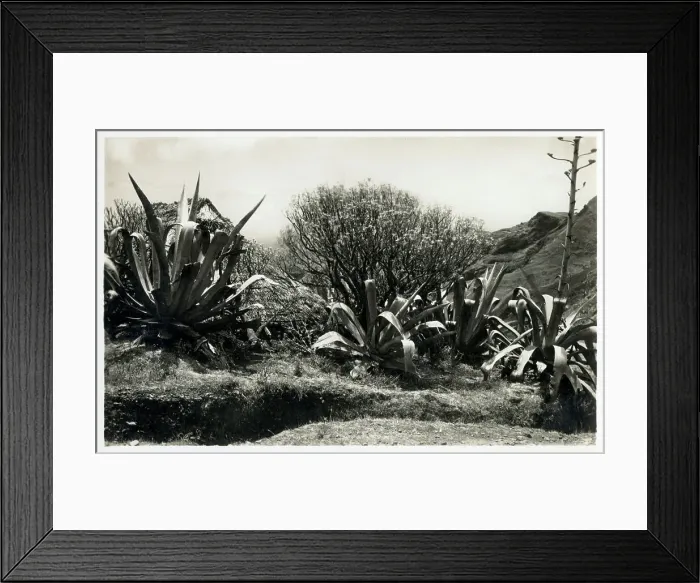 Framed Print : Canary Islands - Tenerife - Aloe Vera Plants Framed Print : Canary Islands - Tenerife - Aloe Vera Plants