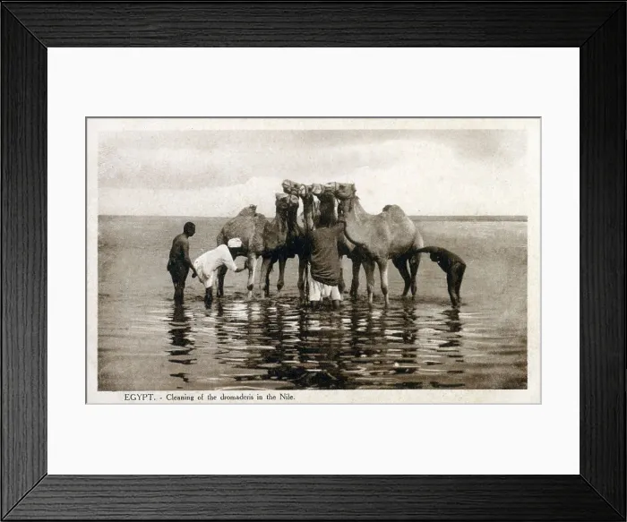 Framed Print : Dromedary camels being cleaned in the River Nile Framed Print : Dromedary camels being cleaned in the River Nile