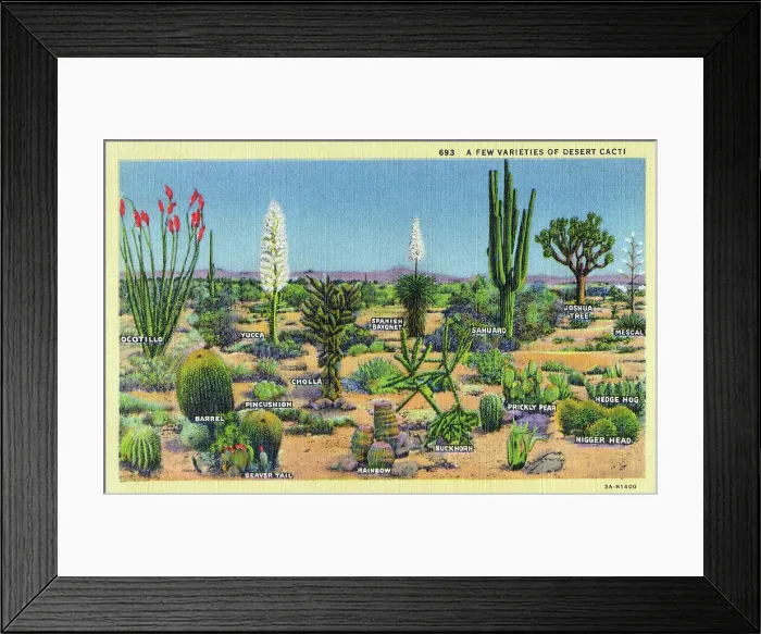 Framed Print : A few varieties of Desert Cacti - USA Framed Print : A few varieties of Desert Cacti - USA