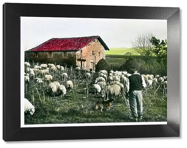 Northern Spain - Sheep Farming - close to French Border