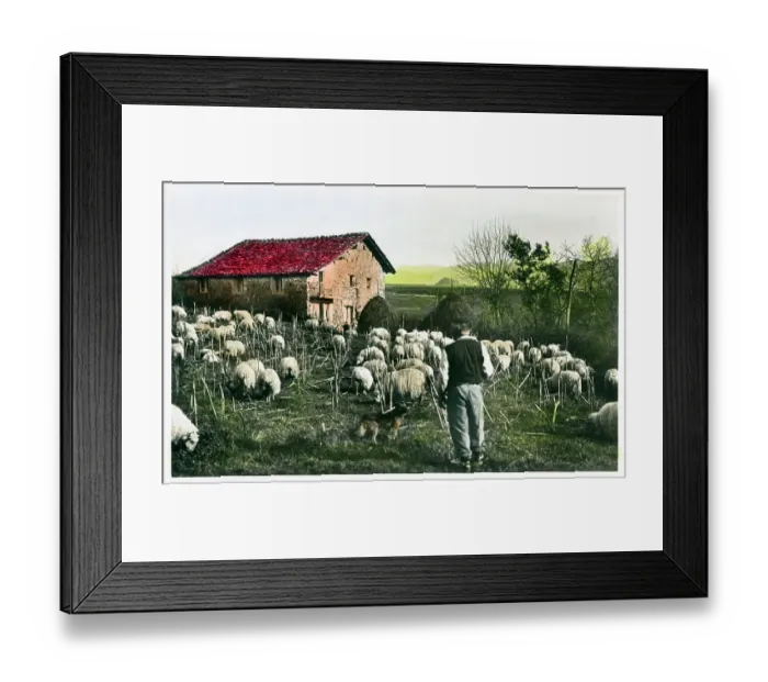 Framed Print : Northern Spain - Sheep Farming - close to French Border Framed Print : Northern Spain - Sheep Farming - close to French Border