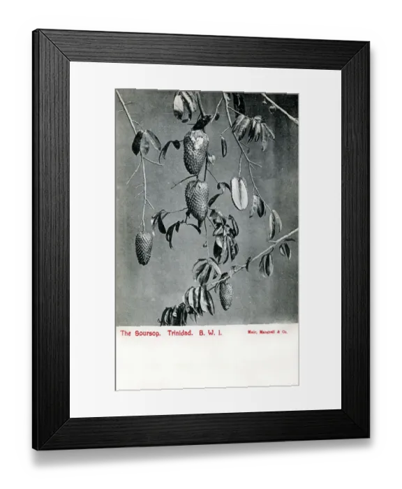 Framed Print : Soursop fruit - Trinidad and Tobago, West Indies Framed Print : Soursop fruit - Trinidad and Tobago, West Indies