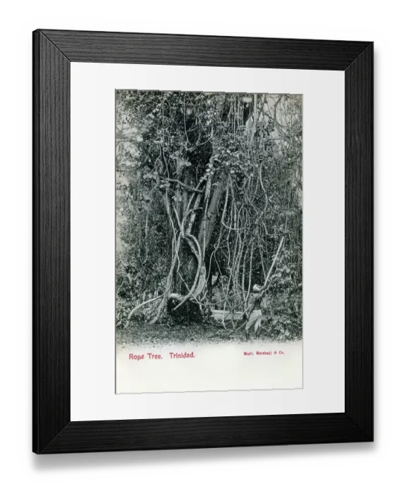 Framed Print : Rope Tree, Trinidad and Tobago, West Indies Framed Print : Rope Tree, Trinidad and Tobago, West Indies