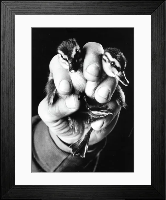 Framed Print : Baby Ducks being held by a their Keeper Framed Print : Baby Ducks being held by a their Keeper