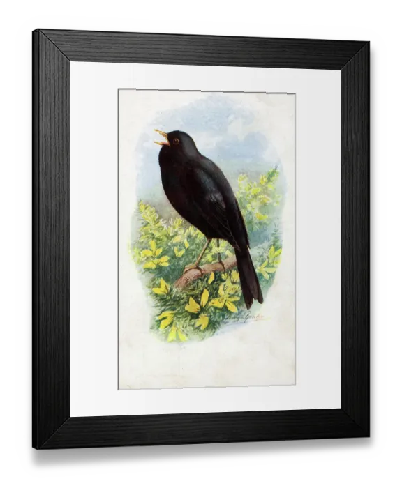 Framed Print : Male Blackbird Singing Framed Print : Male Blackbird Singing