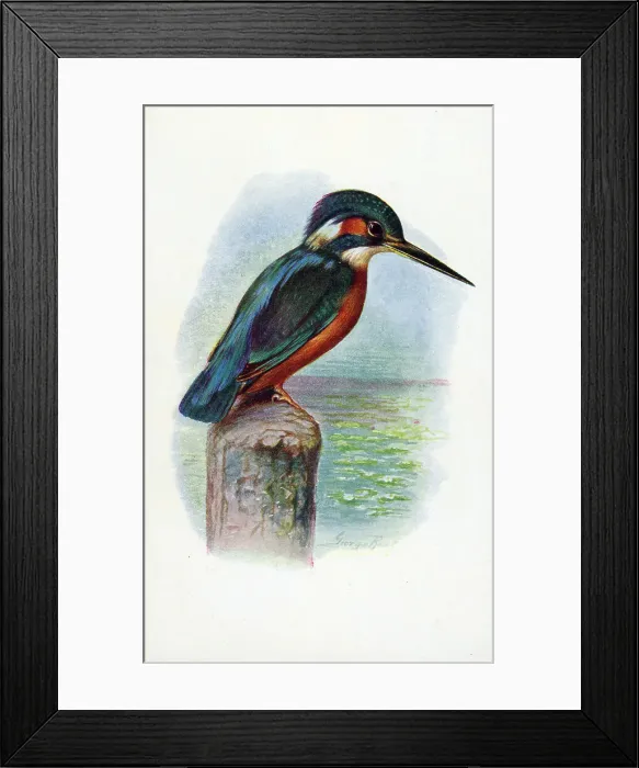 Framed Print : Kingfisher Framed Print : Kingfisher