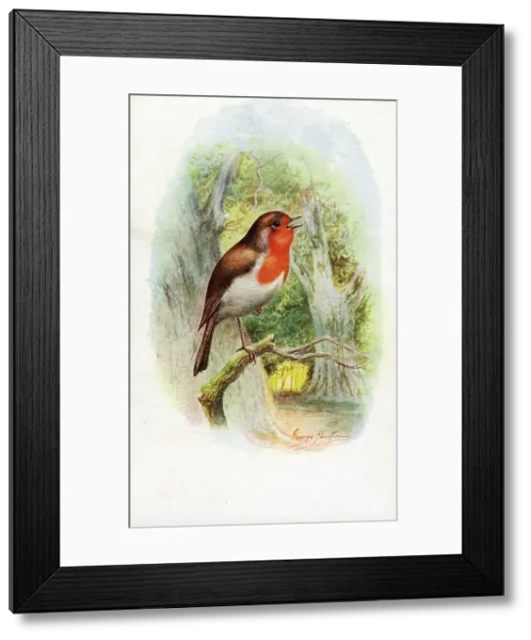Framed Print : Robin singing in the woods Framed Print : Robin singing in the woods