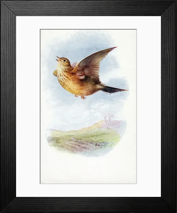Framed Print : Skylark Date: circa 1910s Framed Print : Skylark Date: circa 1910s
