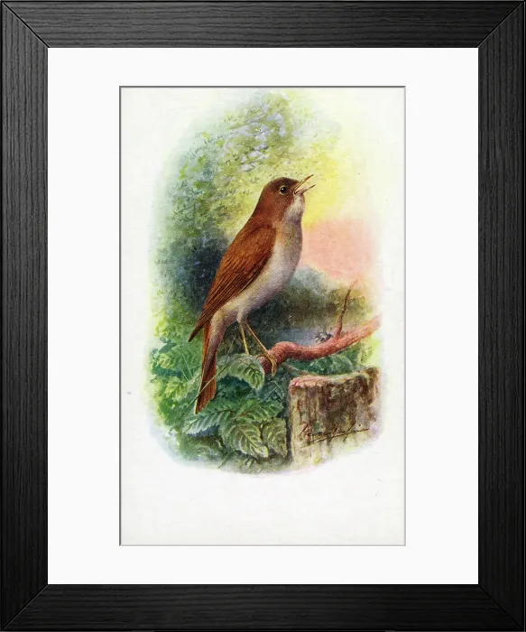 Framed Print : Nightingale Framed Print : Nightingale