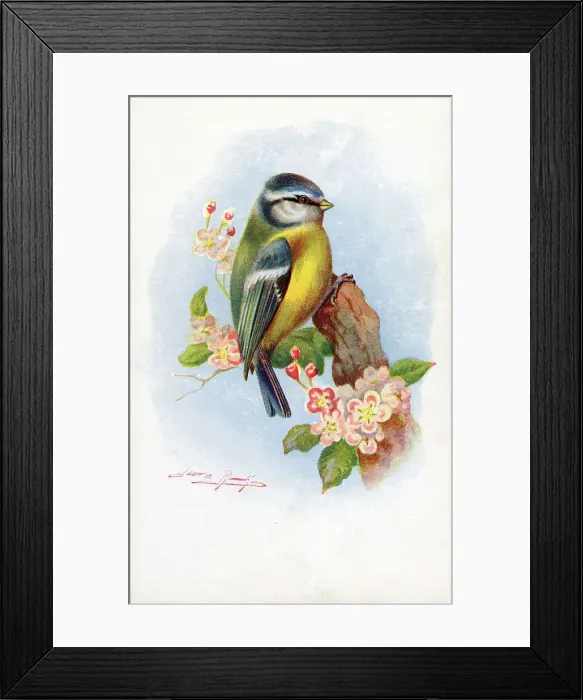Framed Print : Blue Tit Date: circa 1910s Framed Print : Blue Tit Date: circa 1910s