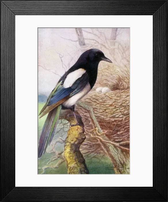 Framed Print : Magpie Date: circa 1910s Framed Print : Magpie Date: circa 1910s