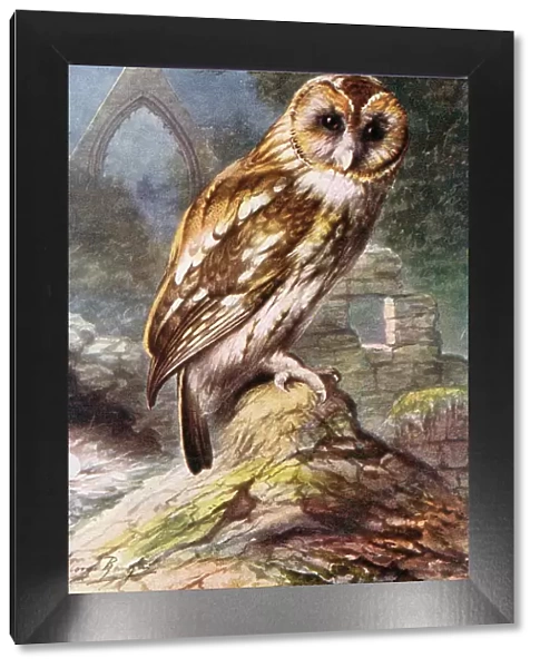 Tawny Owl Date: circa 1910s