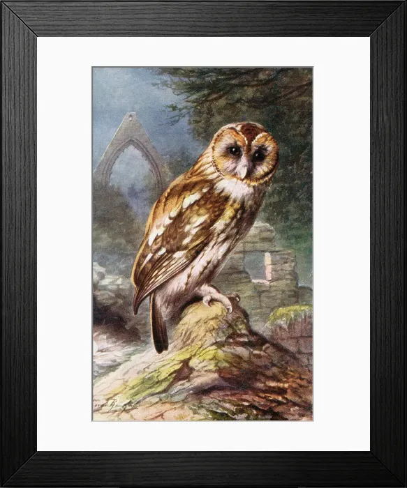 Framed Print : Tawny Owl Date: circa 1910s Framed Print : Tawny Owl Date: circa 1910s