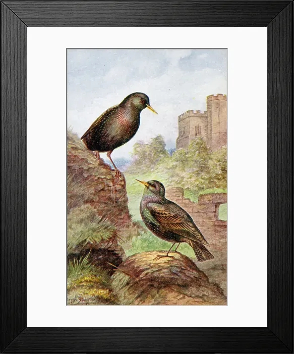 Framed Print : Starlings Date: circa 1910s Framed Print : Starlings Date: circa 1910s