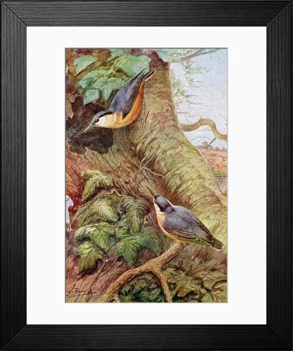 Framed Print : Nuthatches Framed Print : Nuthatches
