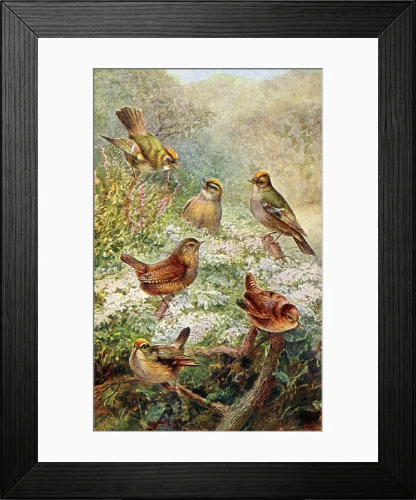 Framed Print : Wren, Goldcrest, Firecrest Framed Print : Wren, Goldcrest, Firecrest