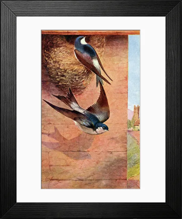 Framed Print : House Martin Framed Print : House Martin