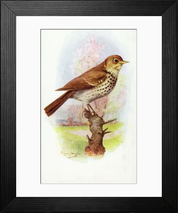 Framed Print : Song Thrush Framed Print : Song Thrush