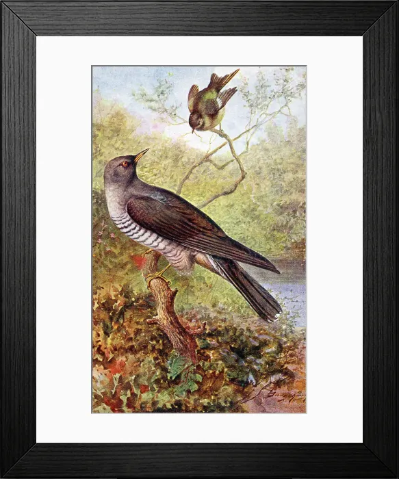 Framed Print : Cuckoo and Wood Wren Framed Print : Cuckoo and Wood Wren