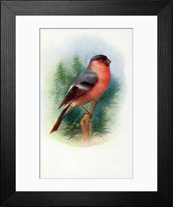 Framed Print : Male Bullfinch Framed Print : Male Bullfinch