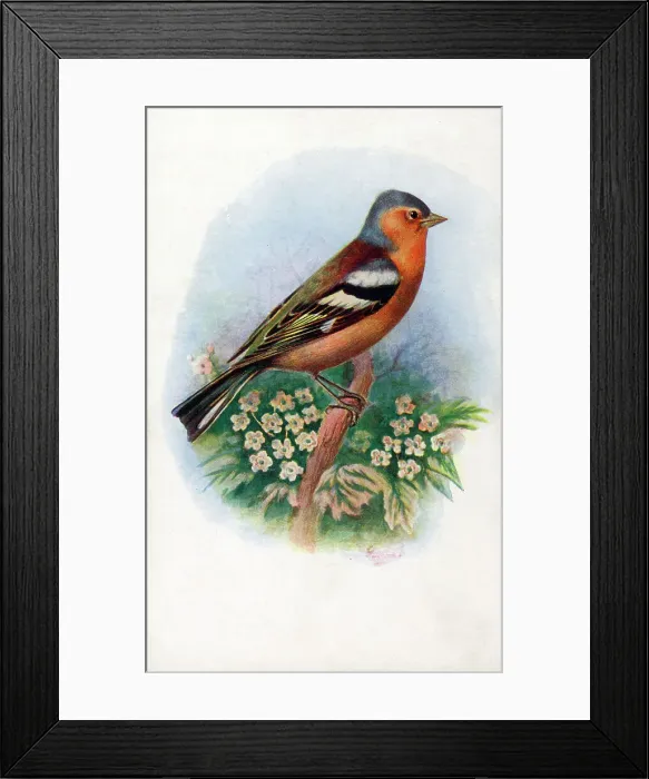 Framed Print : Male Chaffinch Framed Print : Male Chaffinch