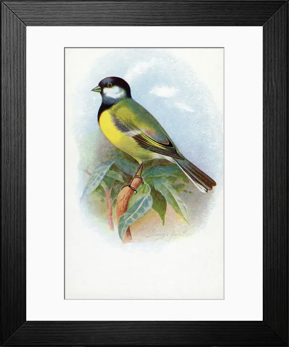 Framed Print : Great Tit Date: circa 1910s Framed Print : Great Tit Date: circa 1910s