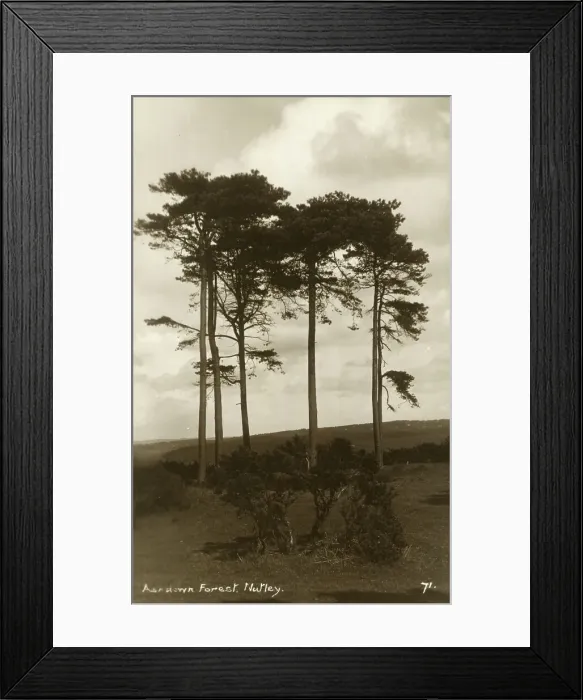 Framed Print : Ashdown Forest, Nutley, Sussex Framed Print : Ashdown Forest, Nutley, Sussex