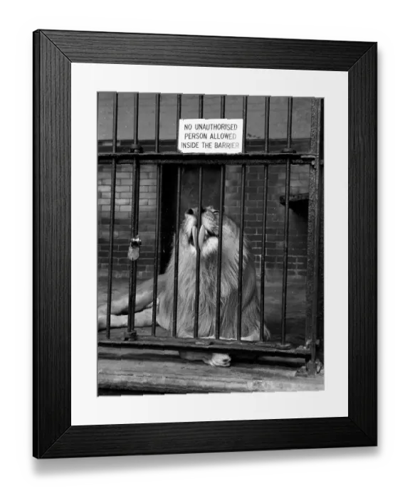 Framed Print : London Zoo - A large male Lion Framed Print : London Zoo - A large male Lion