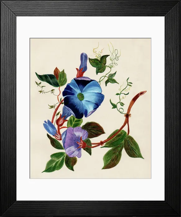 Framed Print : Hand painted illustration of flowers by an unknown artist Framed Print : Hand painted illustration of flowers by an unknown artist