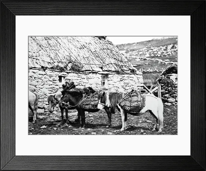 Framed Print : Shetland ponies and a croft, Shetland Isles, Scotland Framed Print : Shetland ponies and a croft, Shetland Isles, Scotland