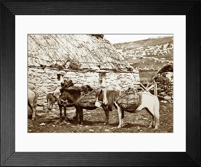 Framed Print : Shetland ponies and a croft, Shetland Isles, Scotland Framed Print : Shetland ponies and a croft, Shetland Isles, Scotland