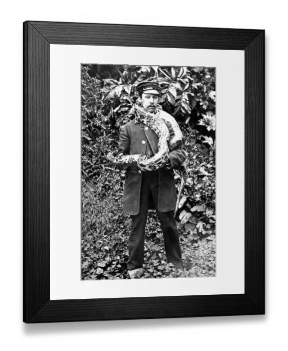 Framed Print : Zoo keeper with python at London Zoo, Victorian period Framed Print : Zoo keeper with python at London Zoo, Victorian period