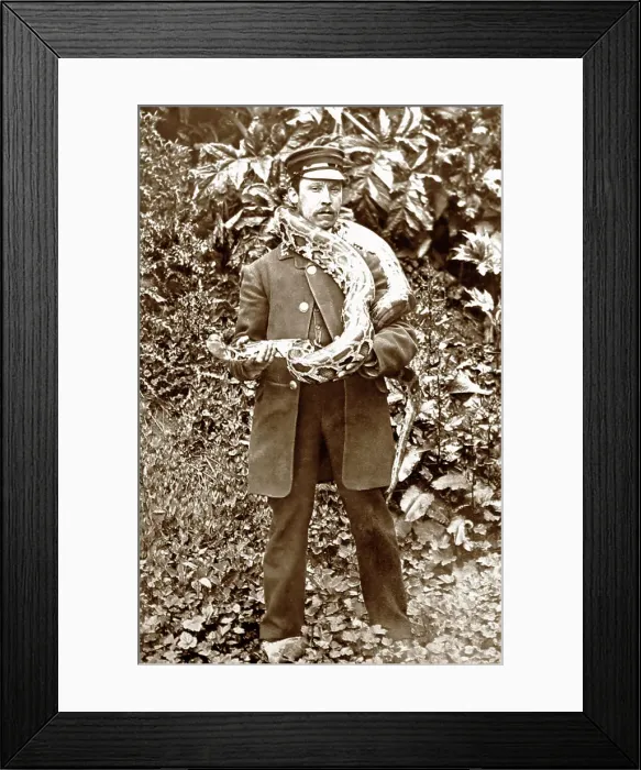 Framed Print : Zoo keeper with python at London Zoo, Victorian period Framed Print : Zoo keeper with python at London Zoo, Victorian period