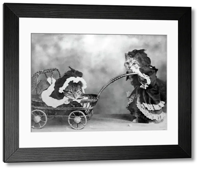 Framed Print : Anthropomorphic cats, Victorian period Framed Print : Anthropomorphic cats, Victorian period
