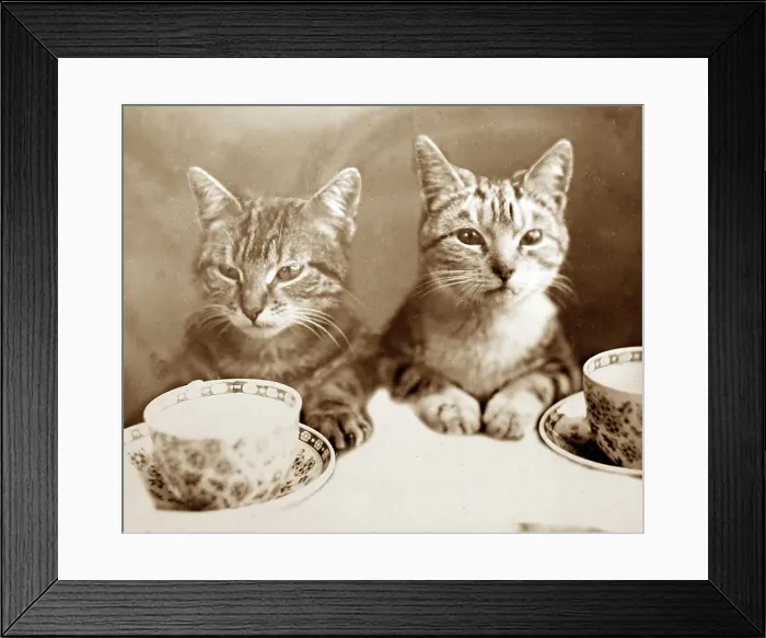 Framed Print : Anthropomorphic cats, Victorian period Framed Print : Anthropomorphic cats, Victorian period