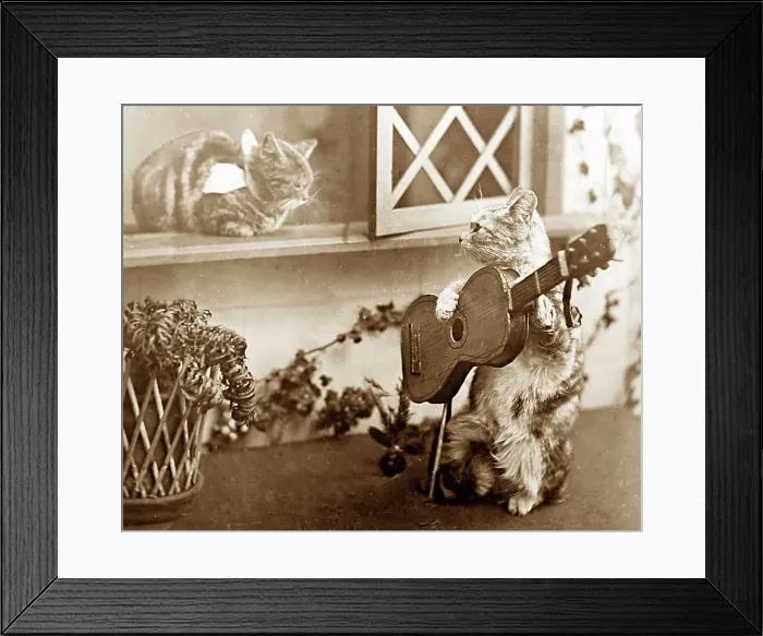Framed Print : Anthropomorphic cats, Victorian period Framed Print : Anthropomorphic cats, Victorian period